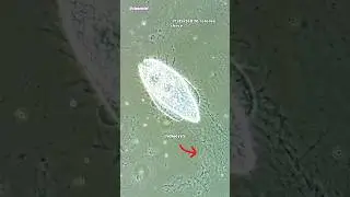Эфирное масло лемонграсса против микробов под микроскопом