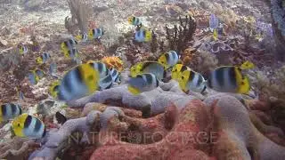 School Of Pacific Double-Saddle Butterflyfish, Chaetodon Ulietensis, Feeding On Hard Coral Reef