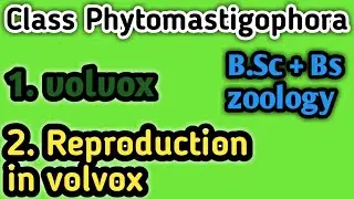 Volvox in Urdu class B.Sc and Bs zoology || Reproduction in volvox in Urdu Class B.Sc and Bs zoology