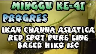 CHANNA ASIATICA RED SPOT PURE LINE LEON X SUMA BREED HIKO ISC ПРОГРЕСС 41-й НЕДЕЛИ | #АЗИАТИКА #2022