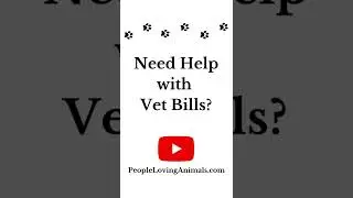 Help Paying for Vet Bills | Veterinarian Bills | Expensive Vet Bills | Veterinary Costs #vetbills