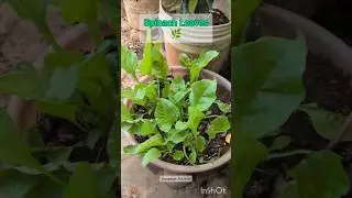 Spinach Leaves 🌿 #spinach #leaf #veggies #2026 #newyear #party #fa9la #karvaan #toxic #yash #reels