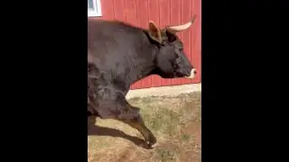 👉 Farm Life Diaries - Urban Fusion | 60s Channel Trailer | Animals, DIY, Country Living