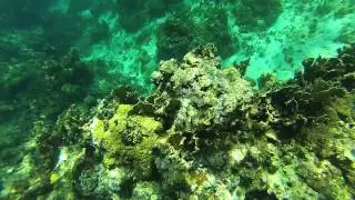 Bluehead Wrasse & Blenny
