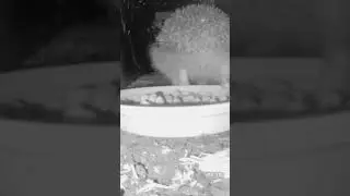 Close-up Hog - 29th Oct #hedgehog #shorts