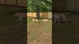 Part 2: Playing Hard In Their New Fenced In Backyard [Remodel Update]