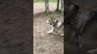 Шаки на собачей площадке