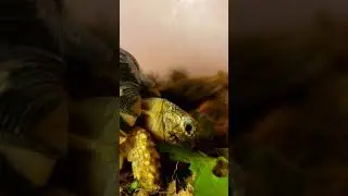 Leopard Tortoise Eating