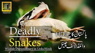 Deadly Snakes Africa Wildlife Documentary In Urdu/Hindi Part 1 #discoverpakistan #discovery #netgeo
