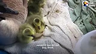 The Dodo! Mama Goose Decides To Lay Eggs On Woman s Porch The Dodo
