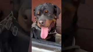 Leo public reaction in Nepal india border #very #dangerous #rottweilerpuppy #Leo#Full #😈🐯😈👑😈😈😈🐯🐯🐻
