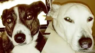 15 years old cross Staffy playing like a young dog