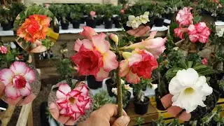 Fefinho rosas do deserto....estufa de rosas do deserto 