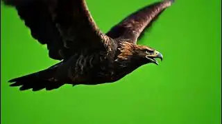 Epic Eagle Flying Green Screen Overlay VFX for Action Scenes