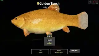 Russian Fishing 4. Trofeo Golden Tench Bear Lake