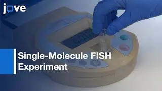 Labeling Transcripts-Individual E.coli Cells for Single-Molecule FISH Experiment l Protocol Preview