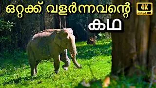 Parambikulam Trekking - കാട്ട് കൊമ്പന്മാർ നേർക്ക് നേർ | 4K UHD