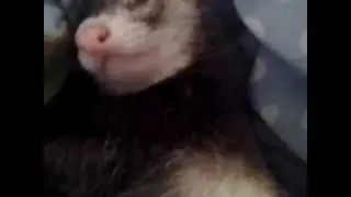 Cute animal tax