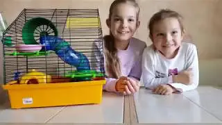 Новый питомец - хомячок Лаки))