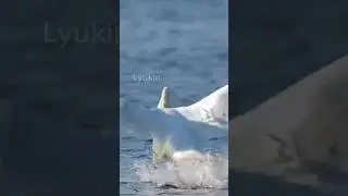 Landing a swan on the water