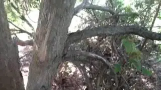 The Great Cedar