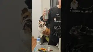 #dog #funny #dogs #funnycats #superdog #joke #animals #humor #bulldog
