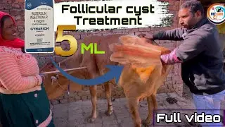 Follicular cyst in cattle 🐄 ovary | cystic ovary’s Treatment | follicular cyst symptoms | Repeater