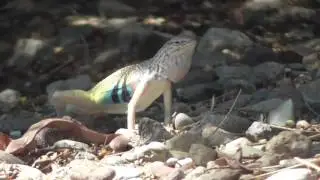 Zebra-tailed lizards Fighting.