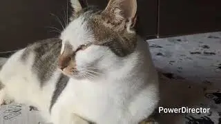 寝床から出てきたニャア３