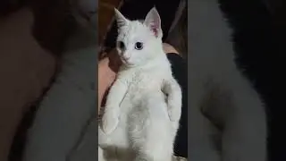 #popular #humor #jokes #quotes #catvideos #cat #funnycats #cat #funnyshorts