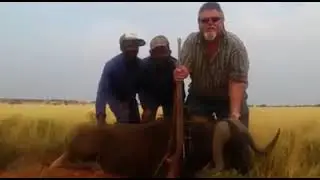 Swart Wildebees jag is nie maklik nie.