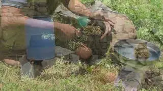 Tamil Good Agricultural and Collection Practices GACP for Medicinal Plants