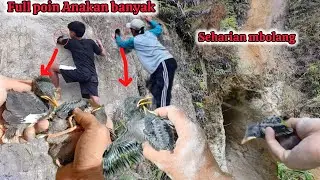 Mantap sekali!! Ternyata bisa juga dapat anakan burung sebanyak ini