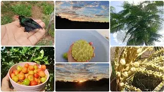 Amanheceu na Roça 🌄 Vida Simples e Horta Cheia de Vida plantio do maracujá  colheita 