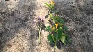 Medicinal Plants of Gadarwara for Piles: Pankaj Oudhia's Medicinal Plant Database