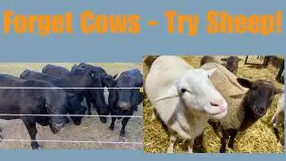 Sheep vs. Cattle vs. Goats: Why Katahdins Win