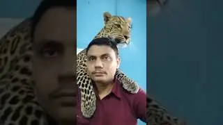 #tiger editing videos viral videos in #tiger #edit #shortsfeed #shortsviral