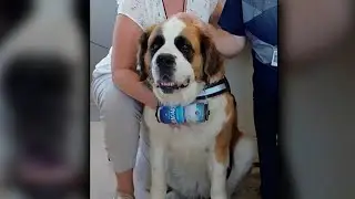 Therapy dog, handler terminated over mock beer can prop