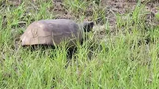 turtle crossing street fairly fast