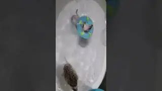 hedgehog loves to float #shorts