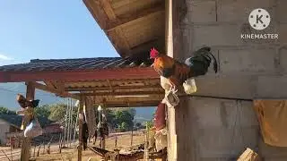 Vam khwb vaj.tus qaib tuaj zoo