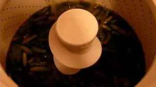 Cucumbers in the Washing Machine (for Pickle Making)