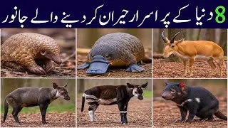 दुनिया के 8 सबसे रहस्यमयी जानवर | Top 8 Mysterious Animals in the World | Afaak's Animal World