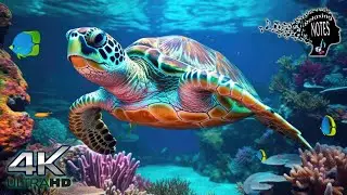 4K Beautiful colorful Sea Turtles with Natural underwater sounds for Relaxing deep sleep