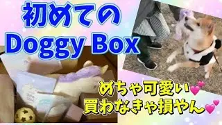 初めてのDoggy Box💞開封してみたら可愛すぎの件
