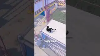 Измерение моих косяков #юмор #прикол #игры #memes #game #gaming #gameplay #kitty #cat #cats