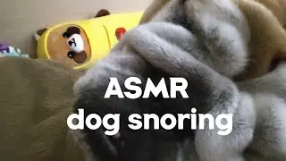 ASMR dog snoring / beautiful dog Clara