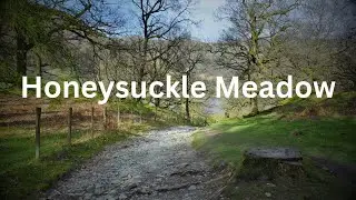 Springtime Walk in Honeysuckle Meadow