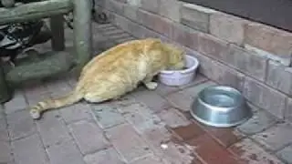 Chicken Steals Cat  Food