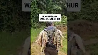 Ikan pbass di waduk jatiluhur